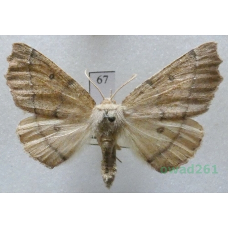 Odontopera bidentata (Clerck, 1759) male Czech67